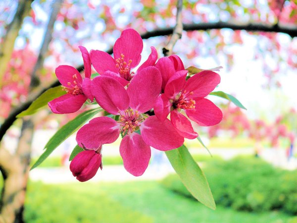 Kép innen: www.pctrs.network.hu/clubpicture